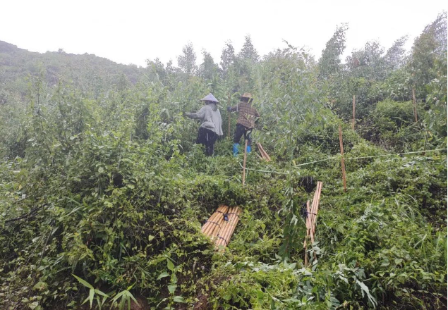 披风沥雨抗台风，及时扶正受灾苗