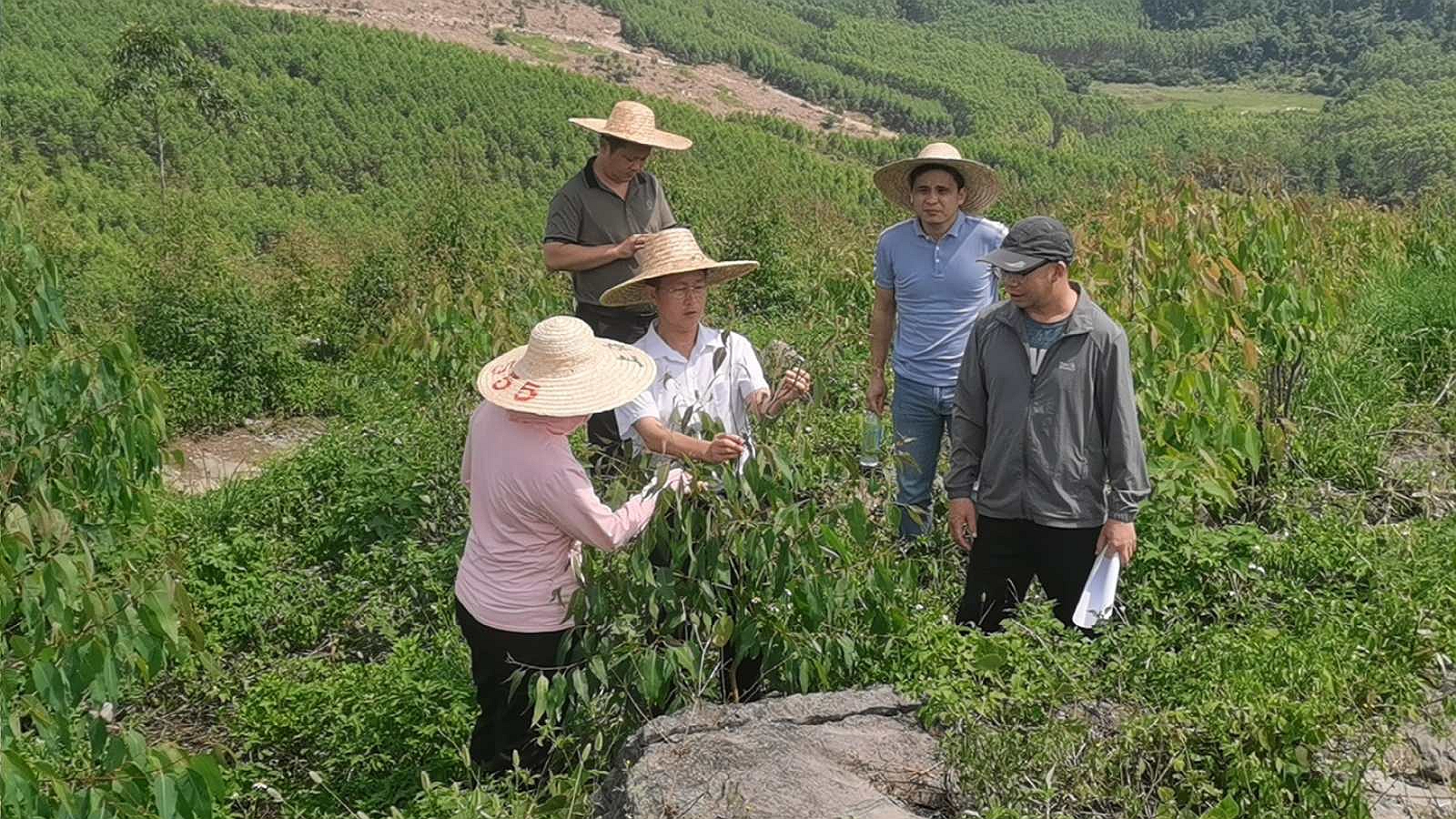 三门江林场副场长肖崇福到东升国际官网集团“双重”项目新造林地检查指导工作